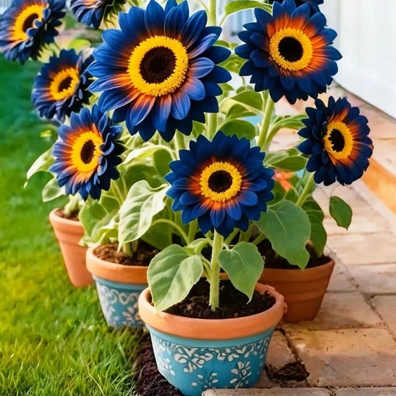 Midnight Blaze Sunflower Seeds