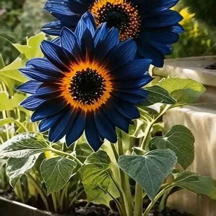 Midnight Blaze Sunflower Seeds