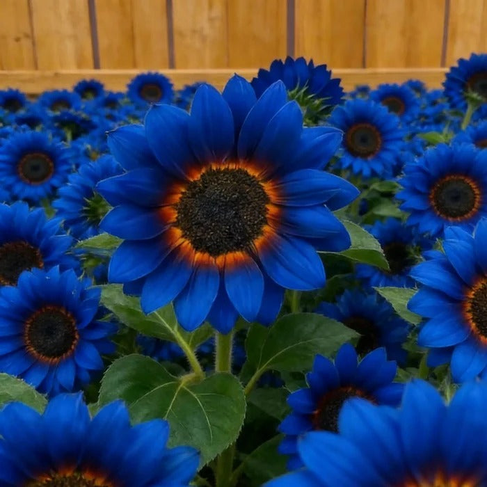 Midnight Blaze Sunflower Seeds